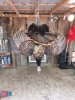 gobbler 2.jpg