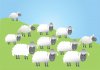 flock-sheep-cartoon-very-woolly-56112153.jpg