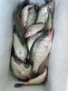 crappie 1.jpg