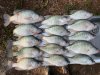 crappie 3.jpg