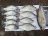 crappie 2.jpg