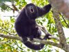 black-howler-monkey-photos-3.jpg.9042162861093e9645f29b9d8dd72e13.jpg