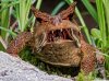 Vampire-Monster-Frog--80920.jpg