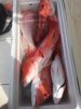 snapper 3.jpg