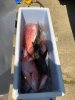 snapper and cobe.jpg