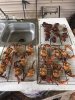 smoked crabs and straps.jpg