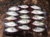 crappie 1.jpg
