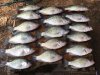 crappie 3.jpg