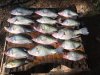 crappie 4.jpg