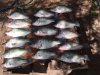 crappie 6.jpg