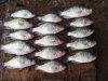 crappie 7.jpg