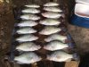 crappie 8.jpg
