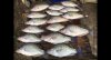crappie 10.jpg