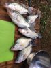 crappie 11.jpg