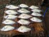 crappie 12.jpg