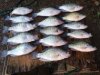 crappie 13.jpg