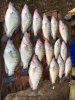 crappie 15.jpg