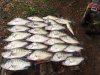 crappie 19.jpg