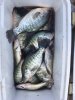 crappie 23.jpg