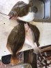 flounder 1.jpg