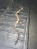 first timber rattler.jpg