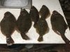 flounder 3.jpg