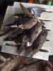 doves 2.jpg