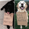 all labs matter.gif