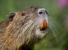 nutria.jpg