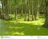 duckweed-swamp-15728771.jpg