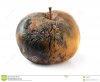 rotten-apple-12140617.jpg