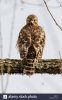 juvenile-red-shouldered-hawk-with-its-head-turned-nearly-360-degrees-HN6HT1.jpg